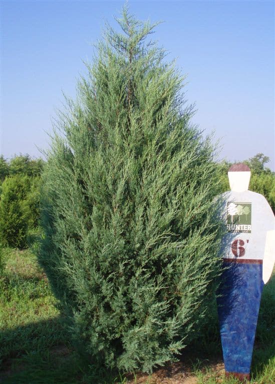 Wholesale Evergreen Trees in Alpine, AL Hunter Trees