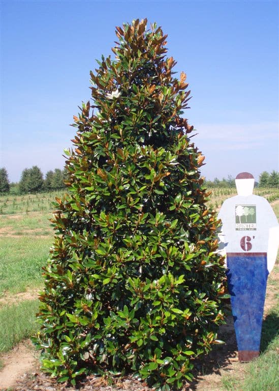 Wholesale Evergreen Trees in Alpine, AL Hunter Trees