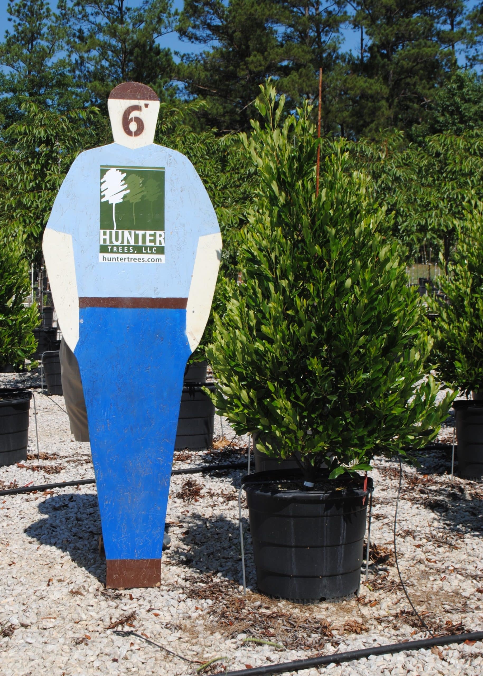 Wholesale Evergreen Trees in Alpine, AL Hunter Trees