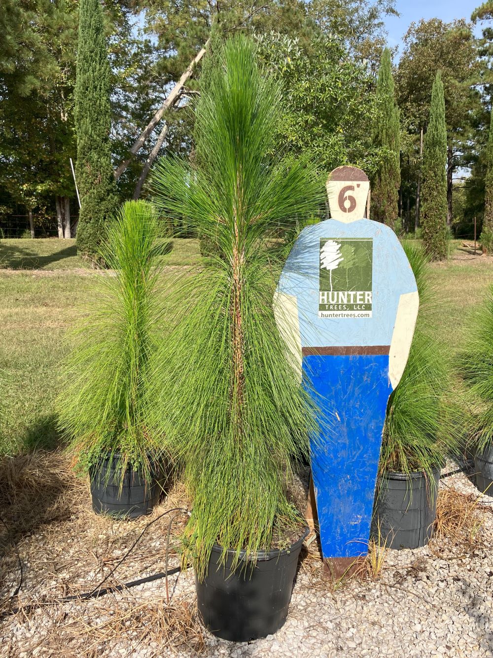 Wholesale Evergreen Trees in Alpine, AL Hunter Trees