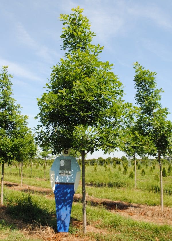 Overcup Oak 3.5" Hunter Trees, LLC