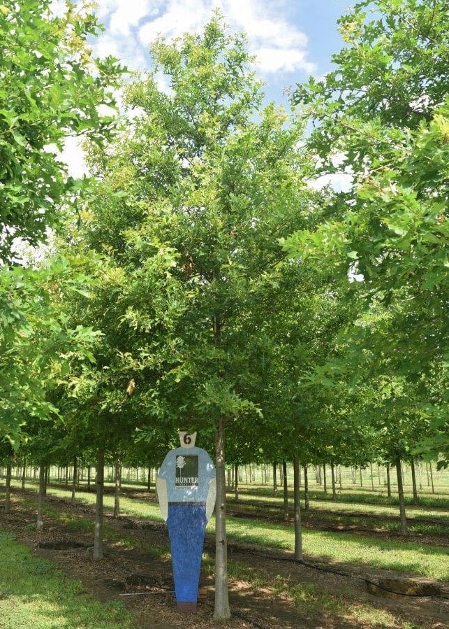 Quercus nuttalli Archives Hunter Trees, LLC