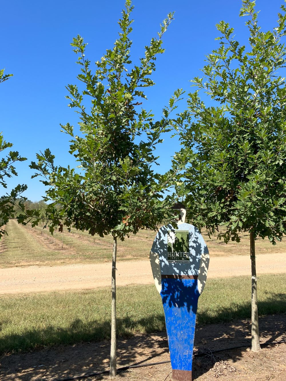 Quercus shumardii Archives Hunter Trees, LLC