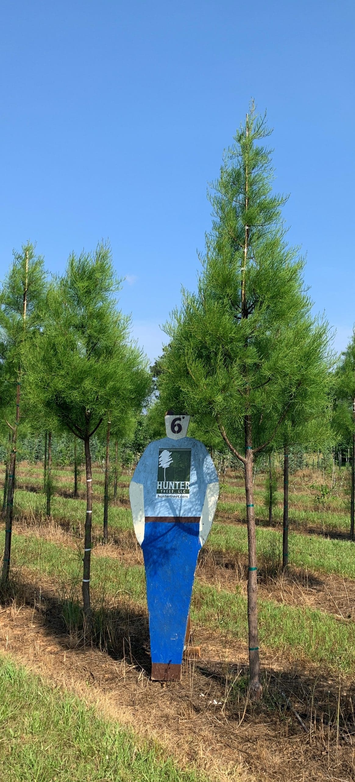 Taxodium ascendens Archives Hunter Trees, LLC