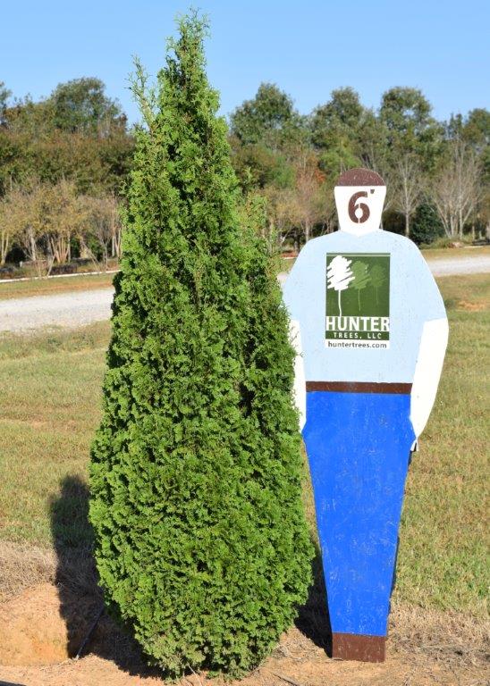 Wholesale Evergreen Trees in Alpine, AL Hunter Trees