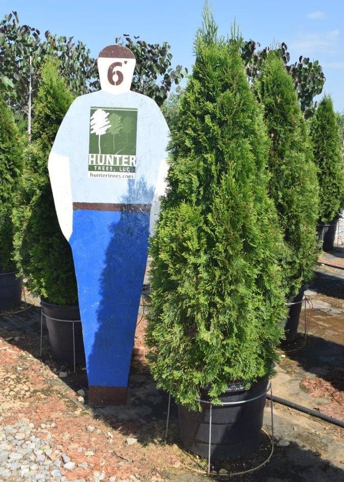 Wholesale Evergreen Trees in Alpine, AL Hunter Trees