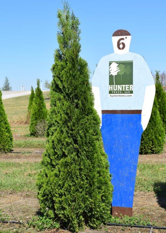 Wholesale Evergreen Trees in Alpine, AL Hunter Trees
