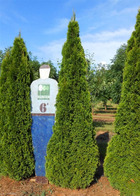 Wholesale Evergreen Trees in Alpine, AL Hunter Trees