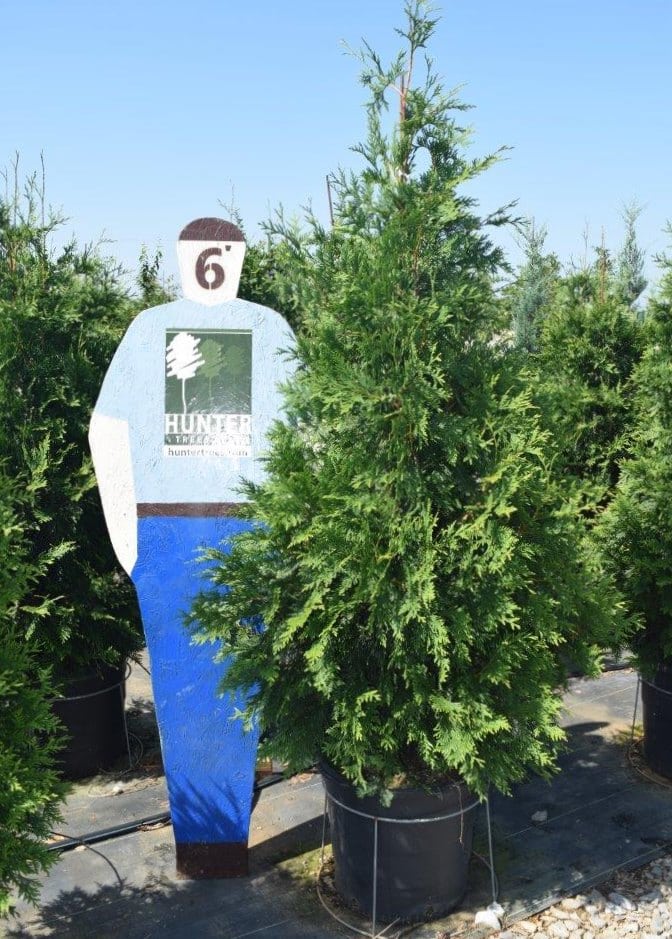 Wholesale Evergreen Trees in Alpine, AL Hunter Trees