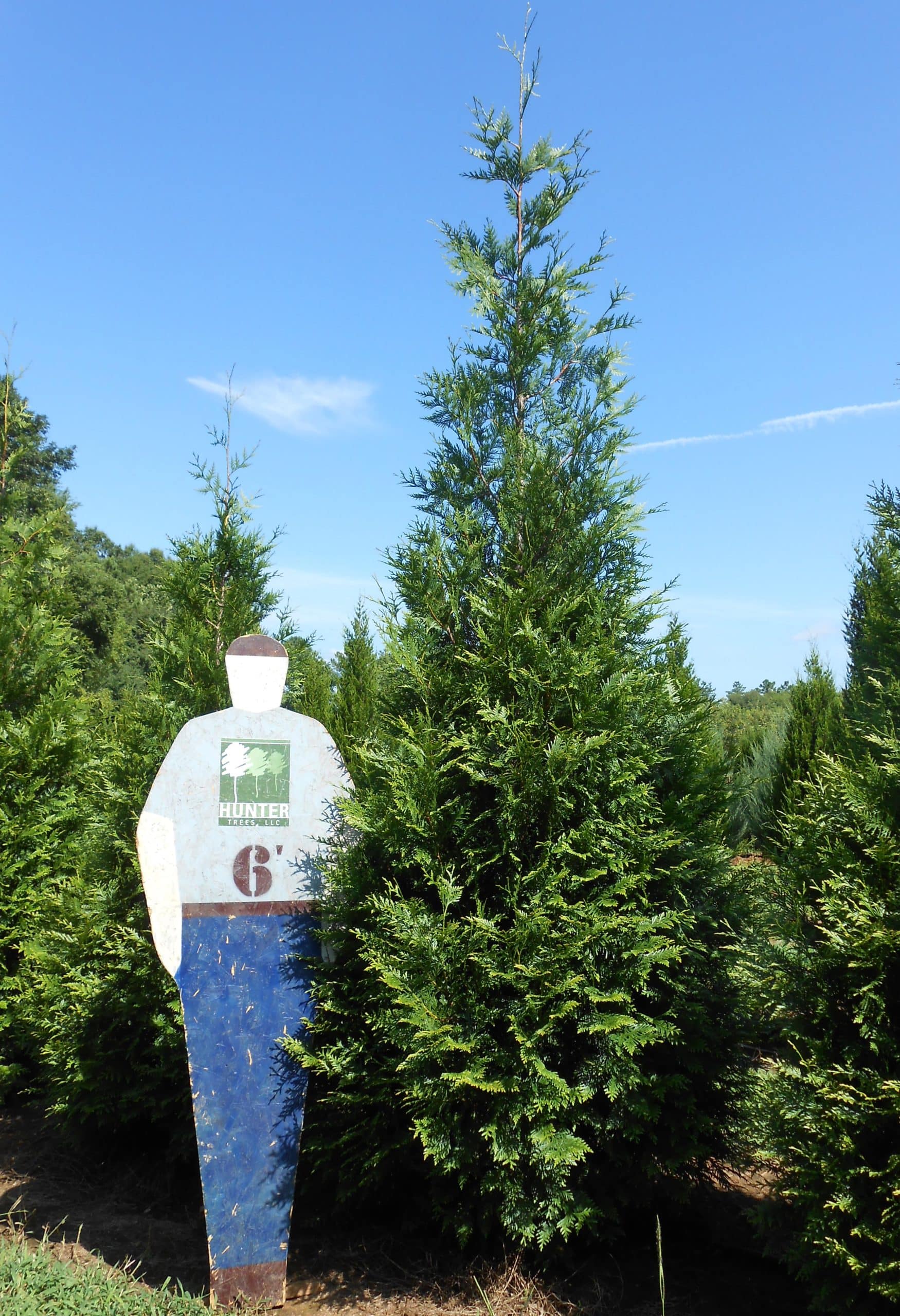Wholesale Evergreen Trees in Alpine, AL Hunter Trees