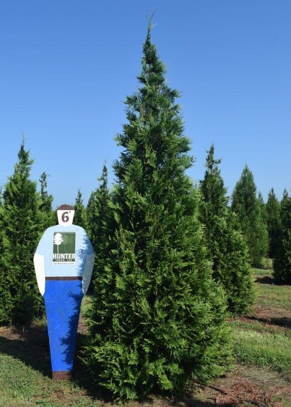 Thuja 'Green Giant' Archives Hunter Trees, LLC
