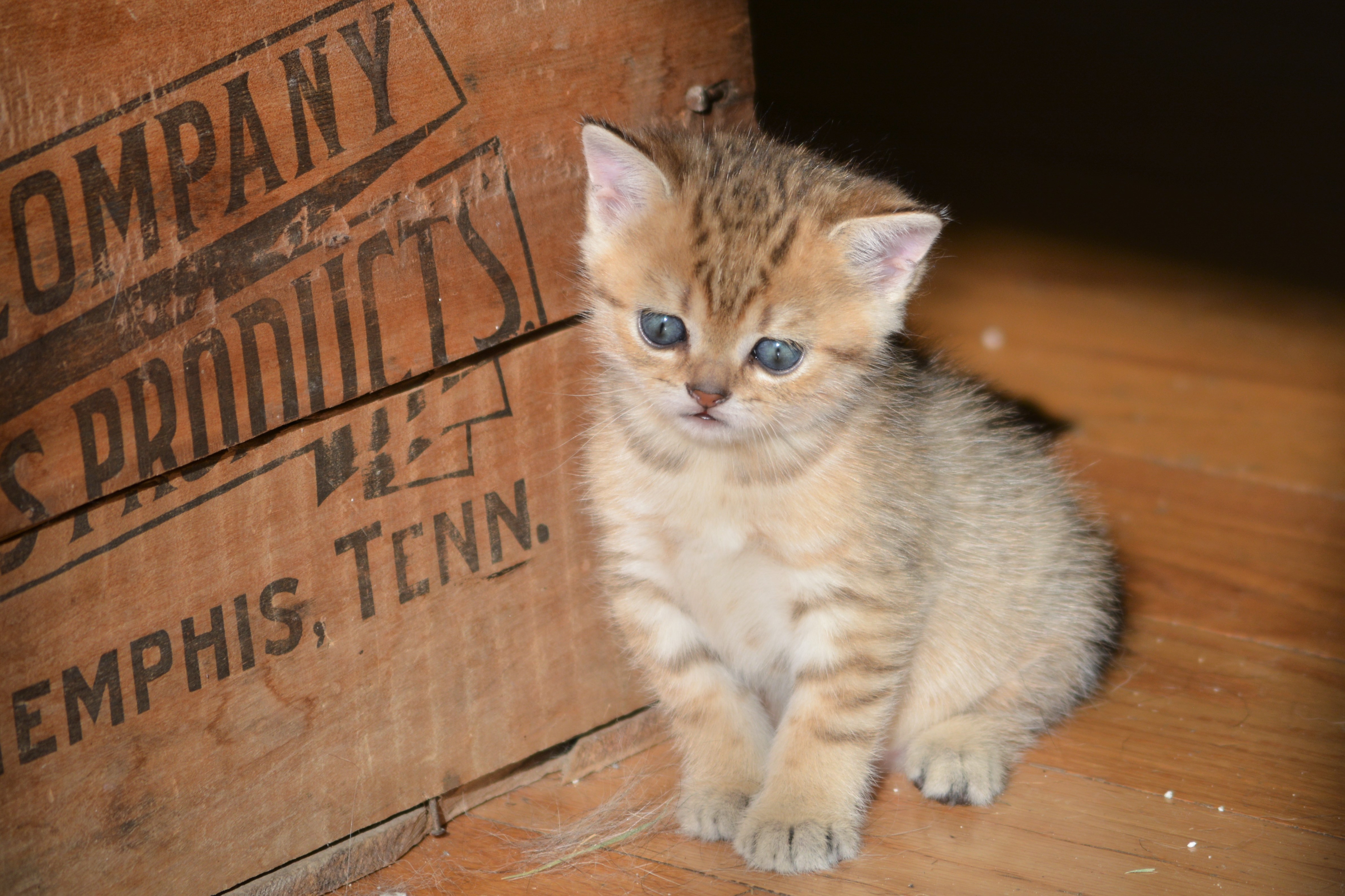 New Litter of Four kittens available July 1 Hunter Vale Farm
