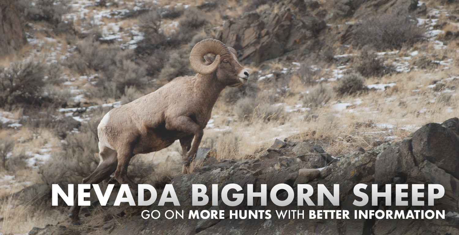 Nevada Bighorn Sheep Hunting Draw Odds, Tags, Season Info, Deadlines