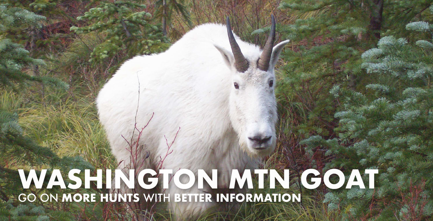 Washington Mountain Goat Hunting 2024 Draw Odds, Tags, Season Info