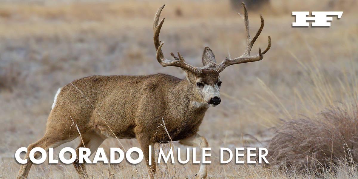 Colorado Mule Deer Hunting 2026 Huntin' Fool(04)