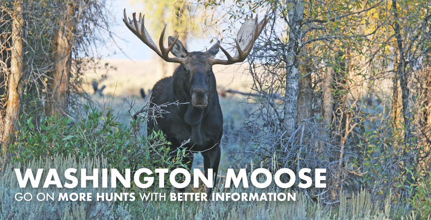 Washington Moose Hunting 2024 Draw Odds, Tags, Season Info, Deadlines