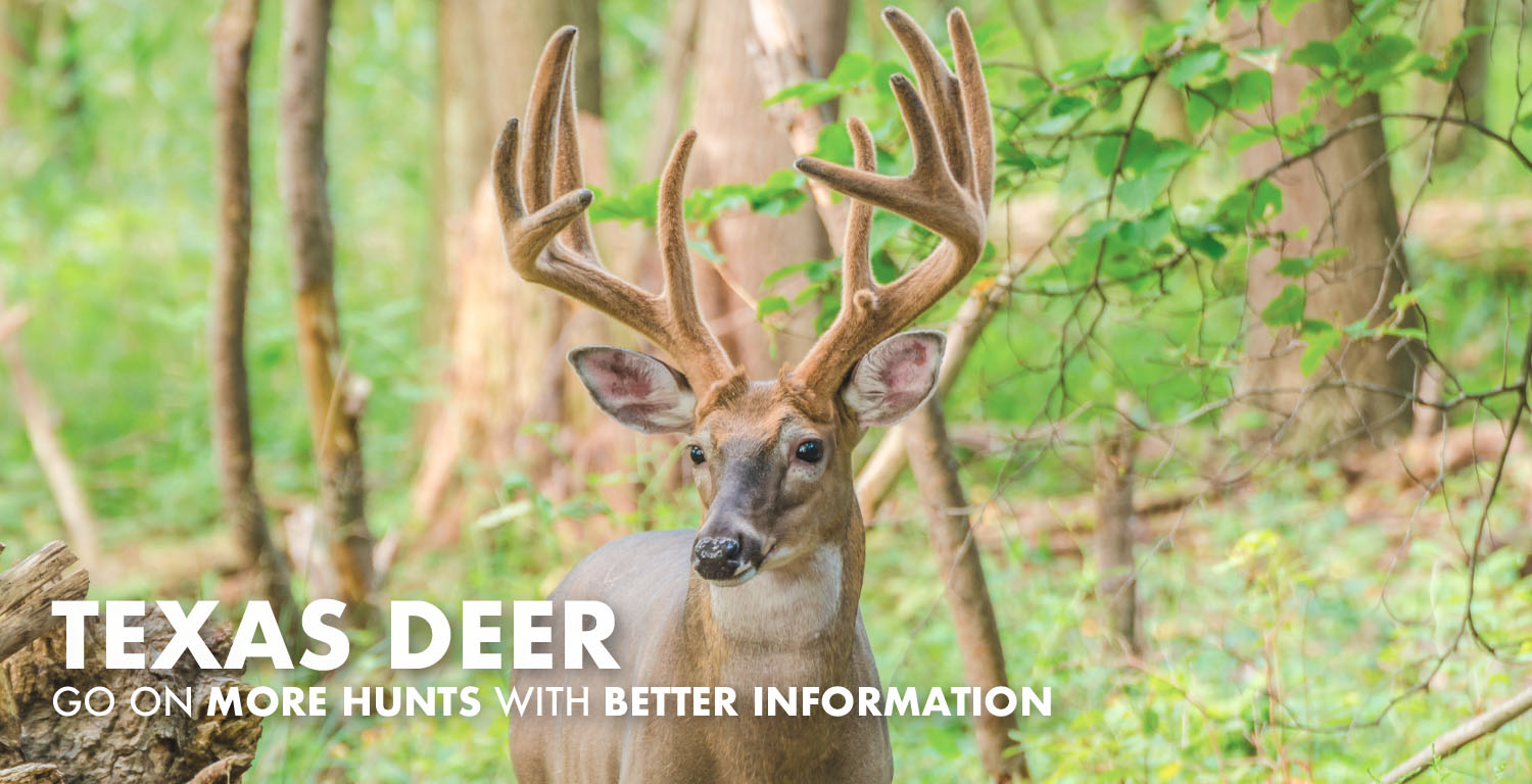 Texas Deer Hunting 2024 Draw Odds, Tags, Season Info, Deadlines, and