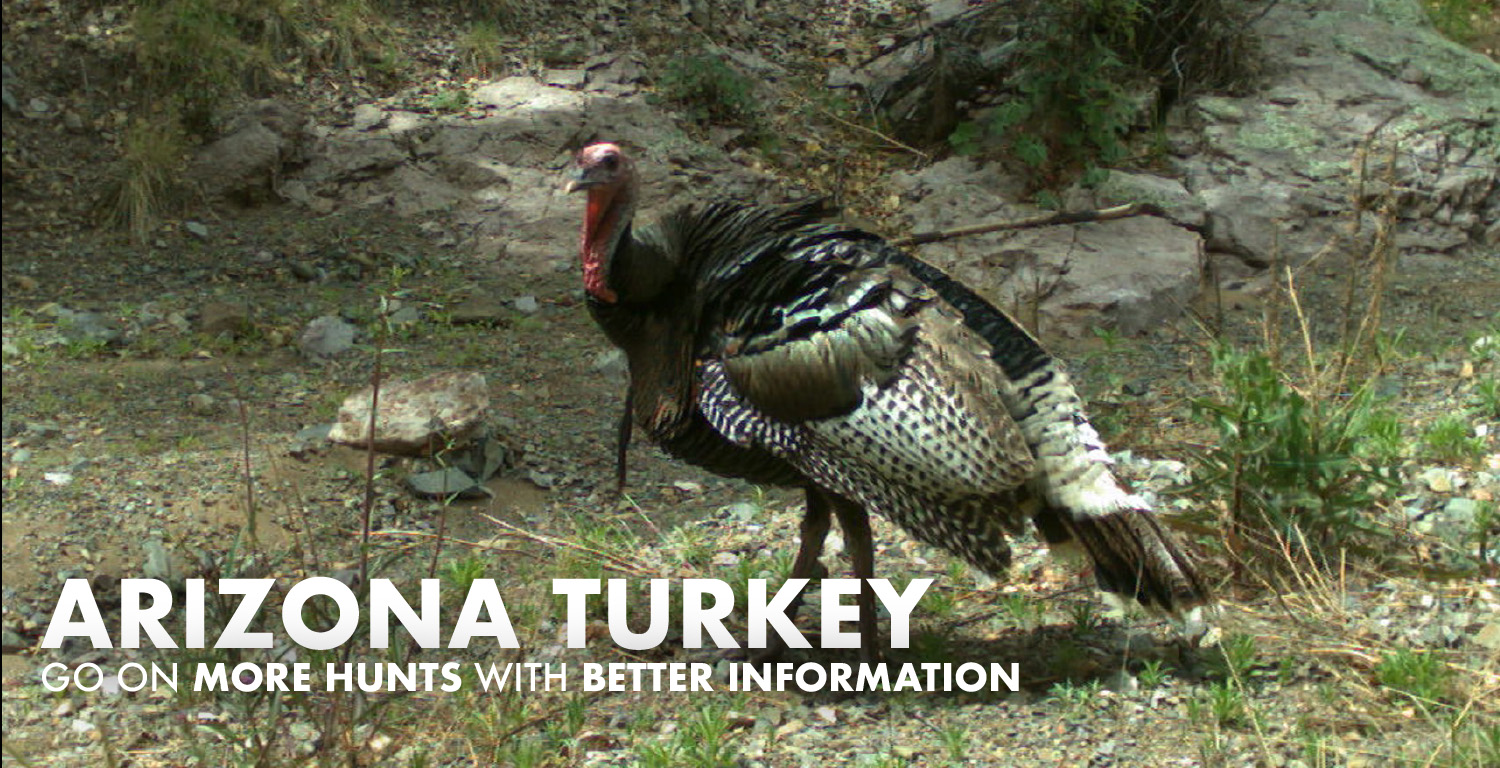 Arizona Turkey Hunting 2023 Draw Odds, Tags, Season Info, Deadlines