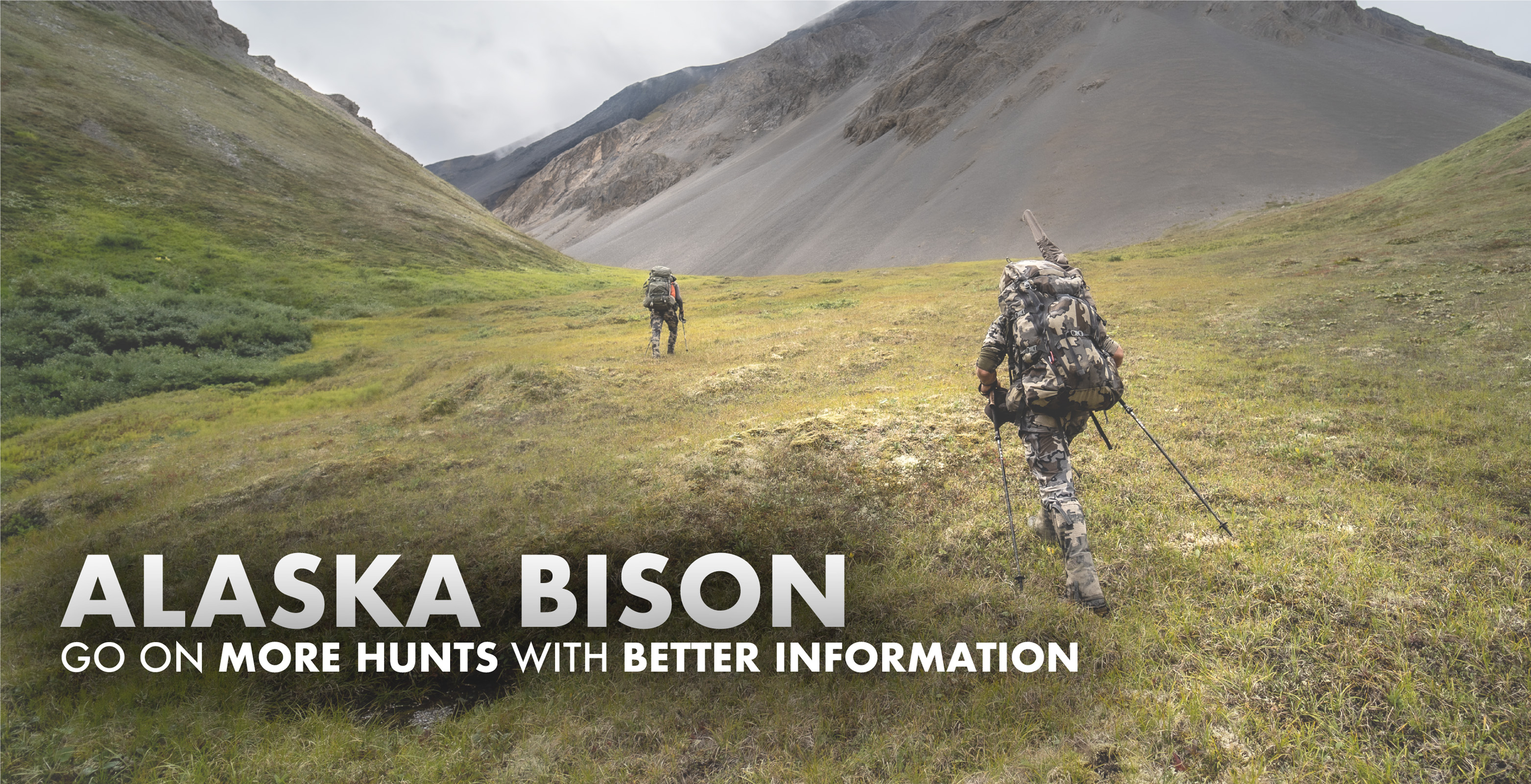 Alaska Bison Hunting 2023 2024 Draw Odds, Tags, Season Info