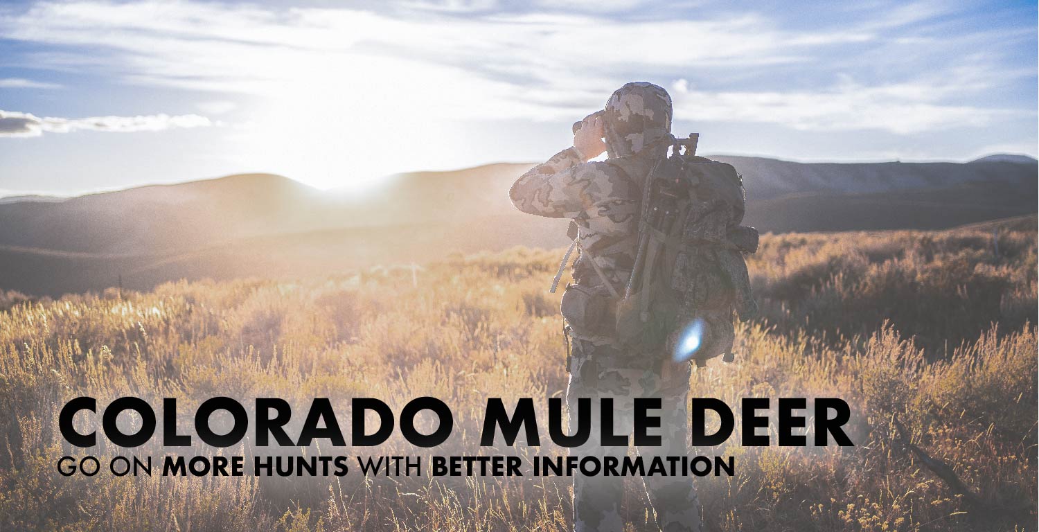 Colorado Mule Deer Hunting Draw Odds, Tags, Season Info