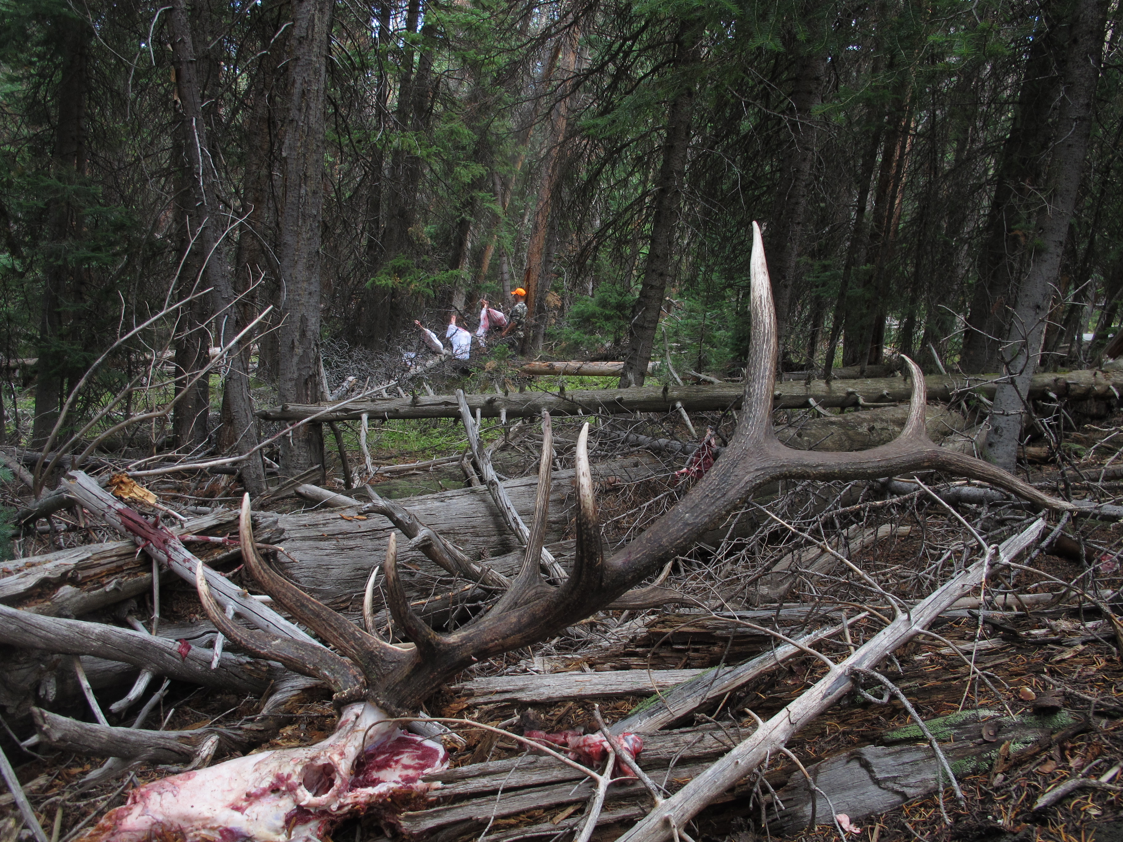 The Best Bang for Your Buck Huntin' Fool