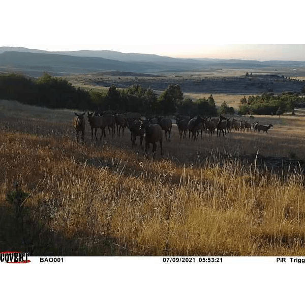 Oregon Private Land Archery/Rifle Elk Hunt Huntin' Fool