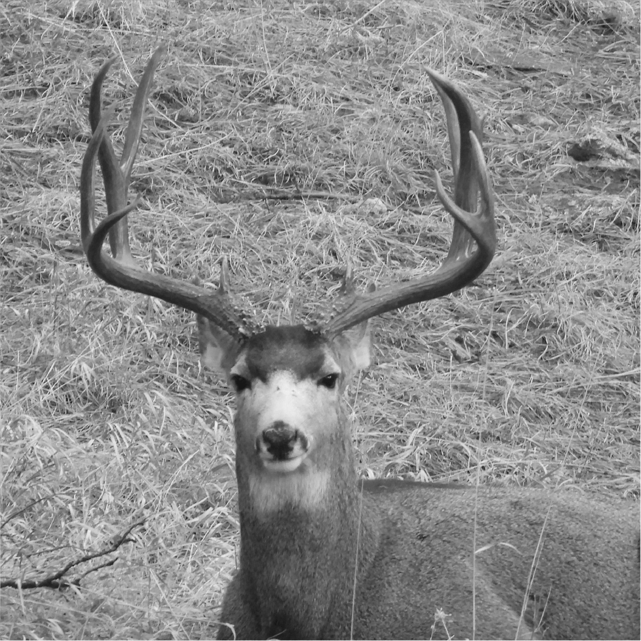 Unit 64, 65 3rd season Mule Deer Huntin' Fool