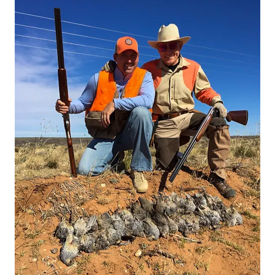 Wild Quail Hunting Over Pointing Dogs Huntin' Fool