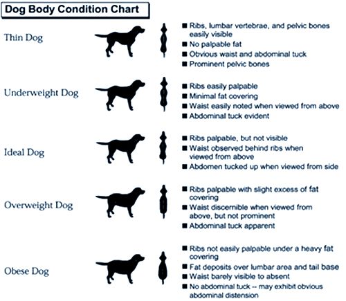 Dog Weight Chart