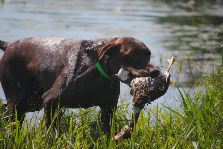 Cady Falls Kennel German Shorthaired Pointers Hunting Dog Breeders