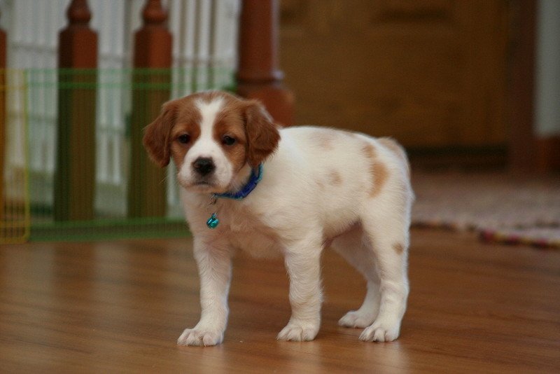 Dakota Country Kennels Hunting Dog Breeders