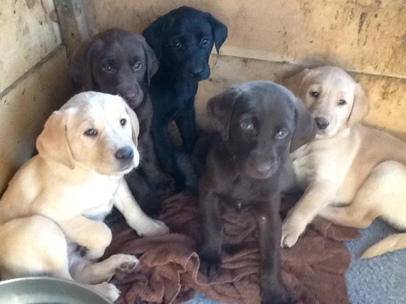 Delaware River Labradors Hunting Dog Breeders