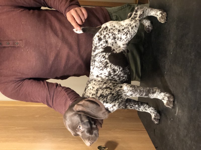 Harvard Kennel German shorthaired pointer puppy (Bobby) Hunting Dog