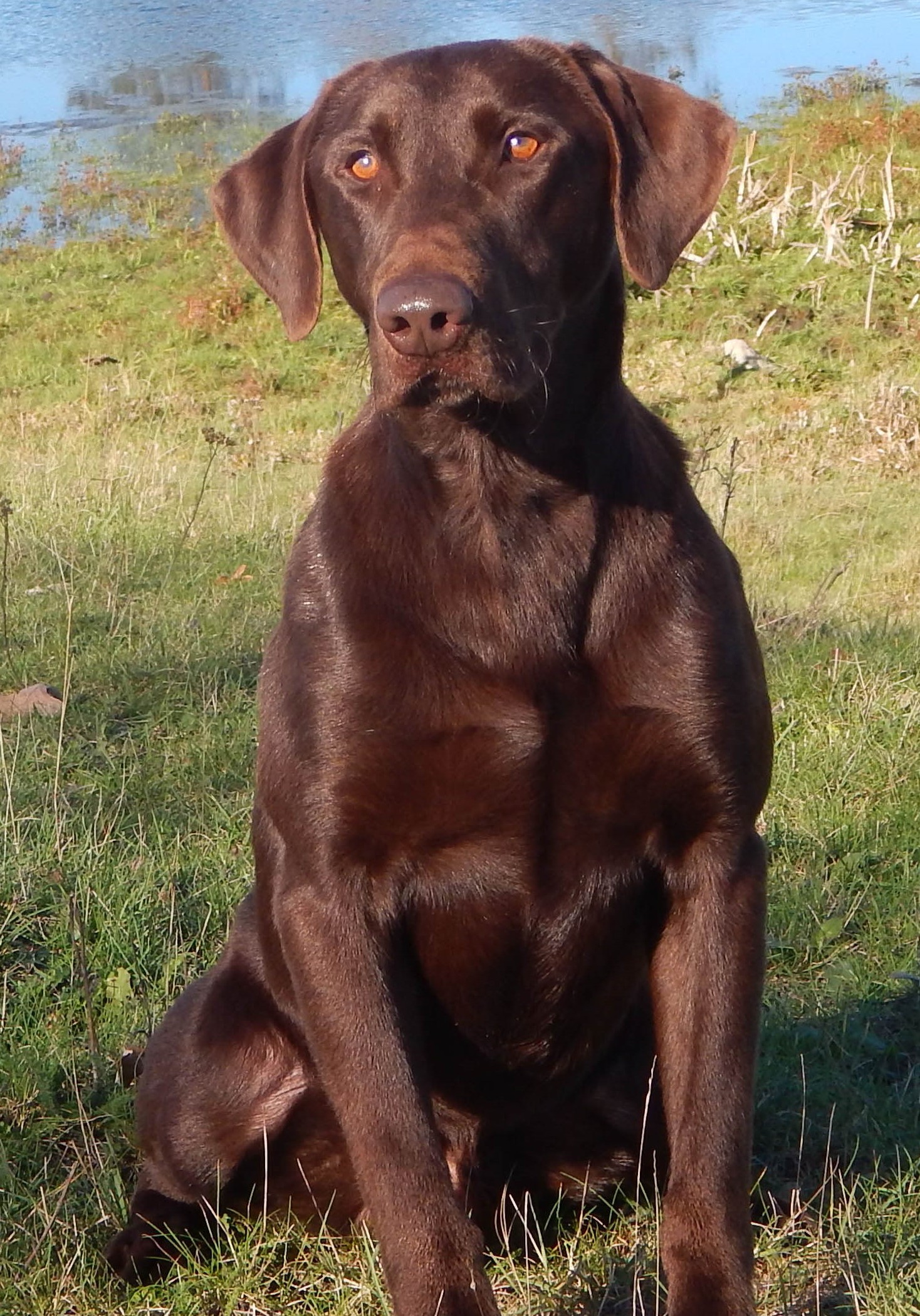 Labrador Retriever Stud Dog