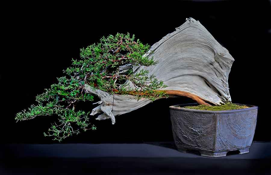 Exploring The Huntington S Collections Through Bonsai The Huntington
