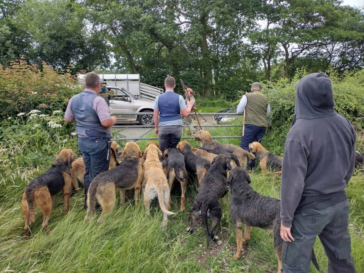 HSA Summer Mink Hunting Campaign Continues Hunt Saboteurs Association