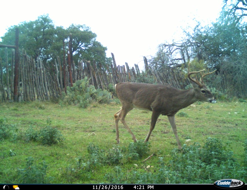 Texas whitetail deer hunts