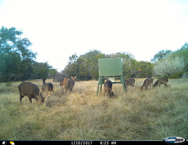 Texas Hunting Ranch 72