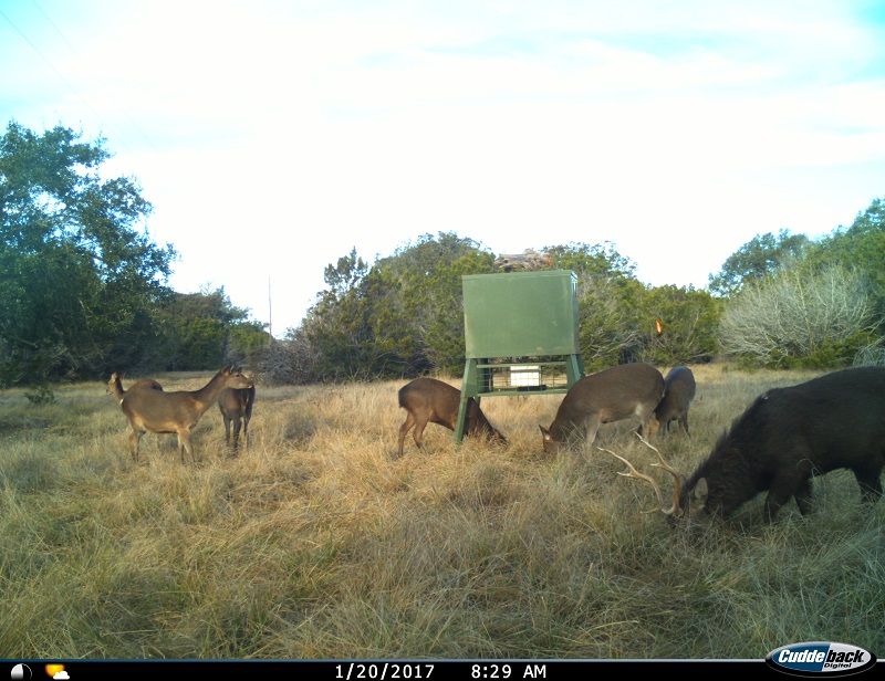 Texas Hunting Ranch 74