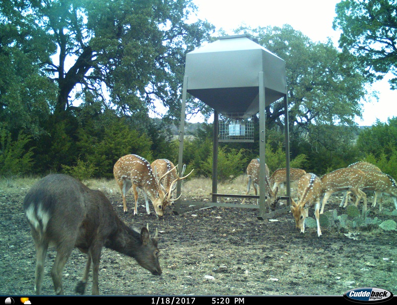 Texas Hunting Ranch 110