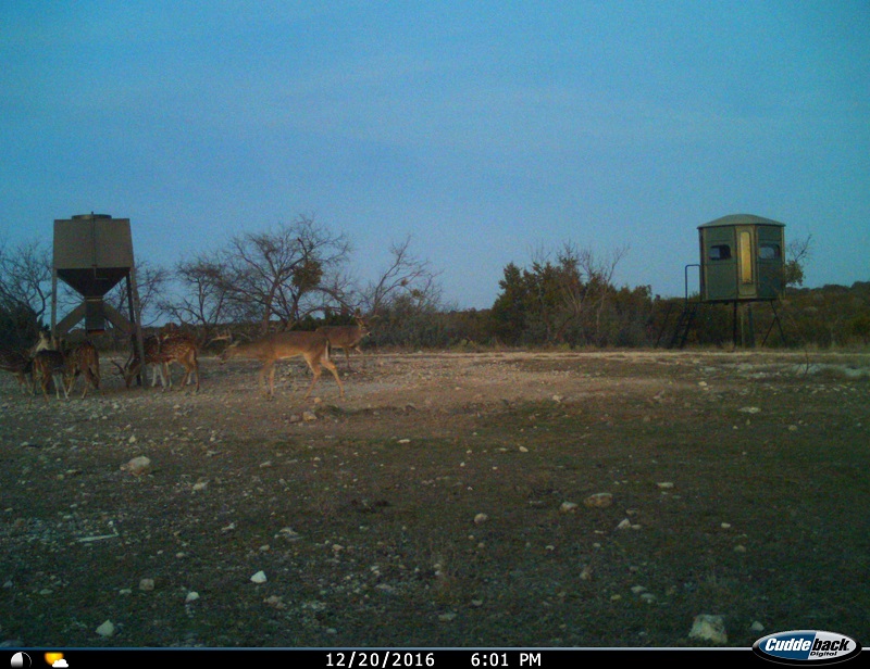 Texas Hunting Ranch 142