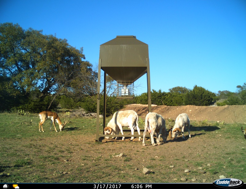 Trophy Exotic Texas Hunting Ranch