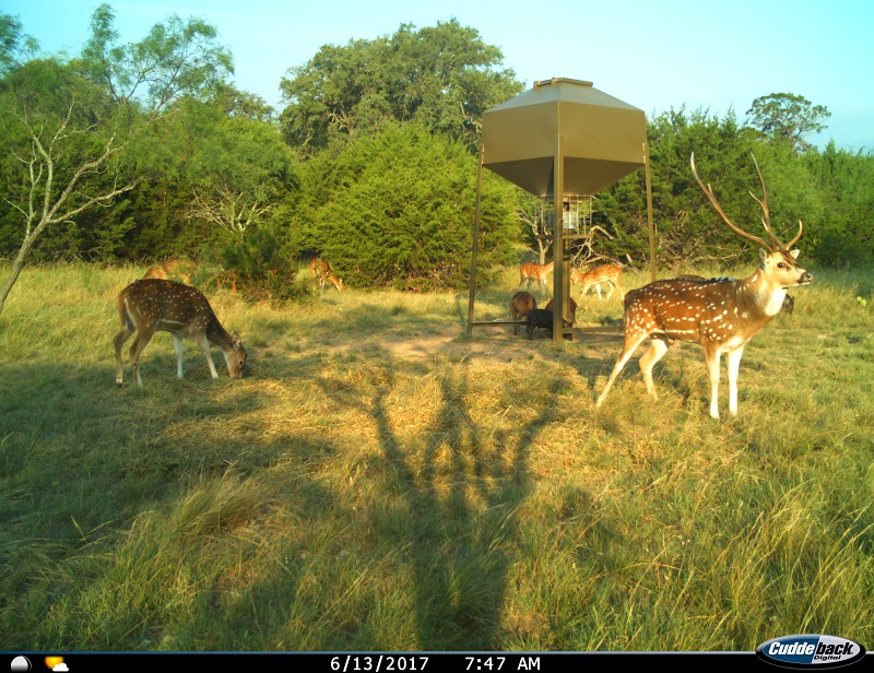 Texas Hunting Ranch 226