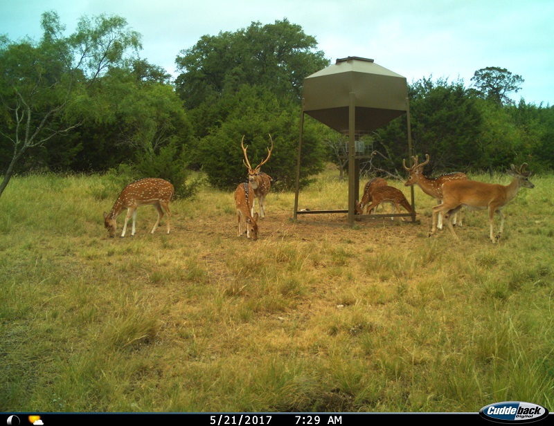 Texas Hunting Ranch 258