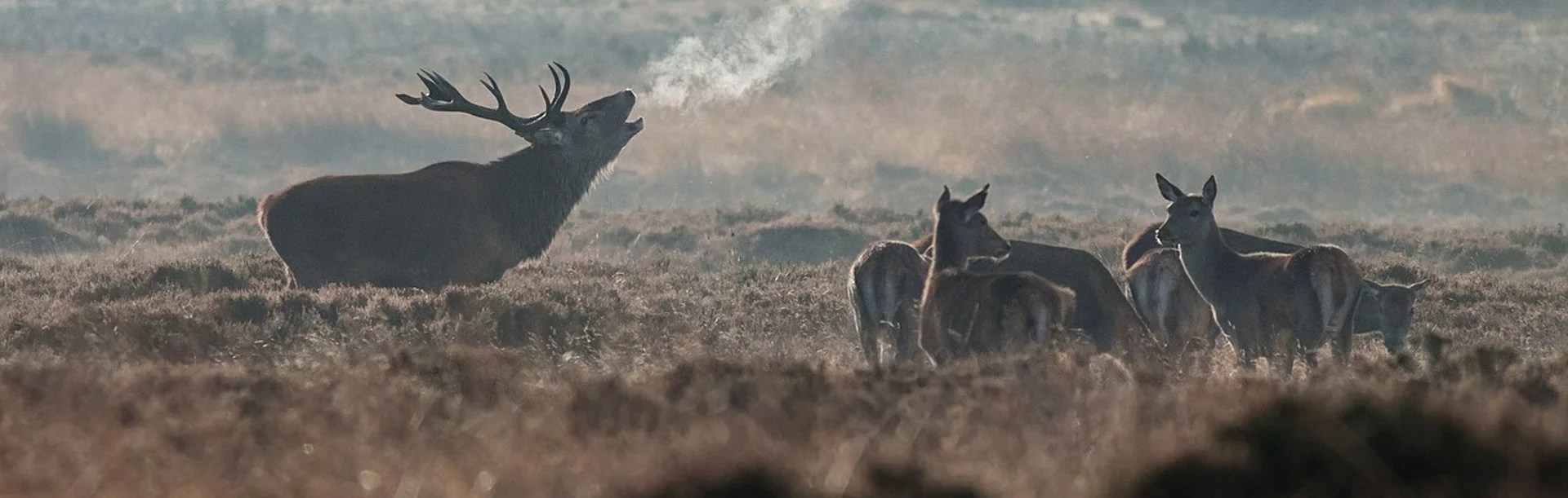 United States Outfitters Elk, deer, mountain goat, antelope, moose