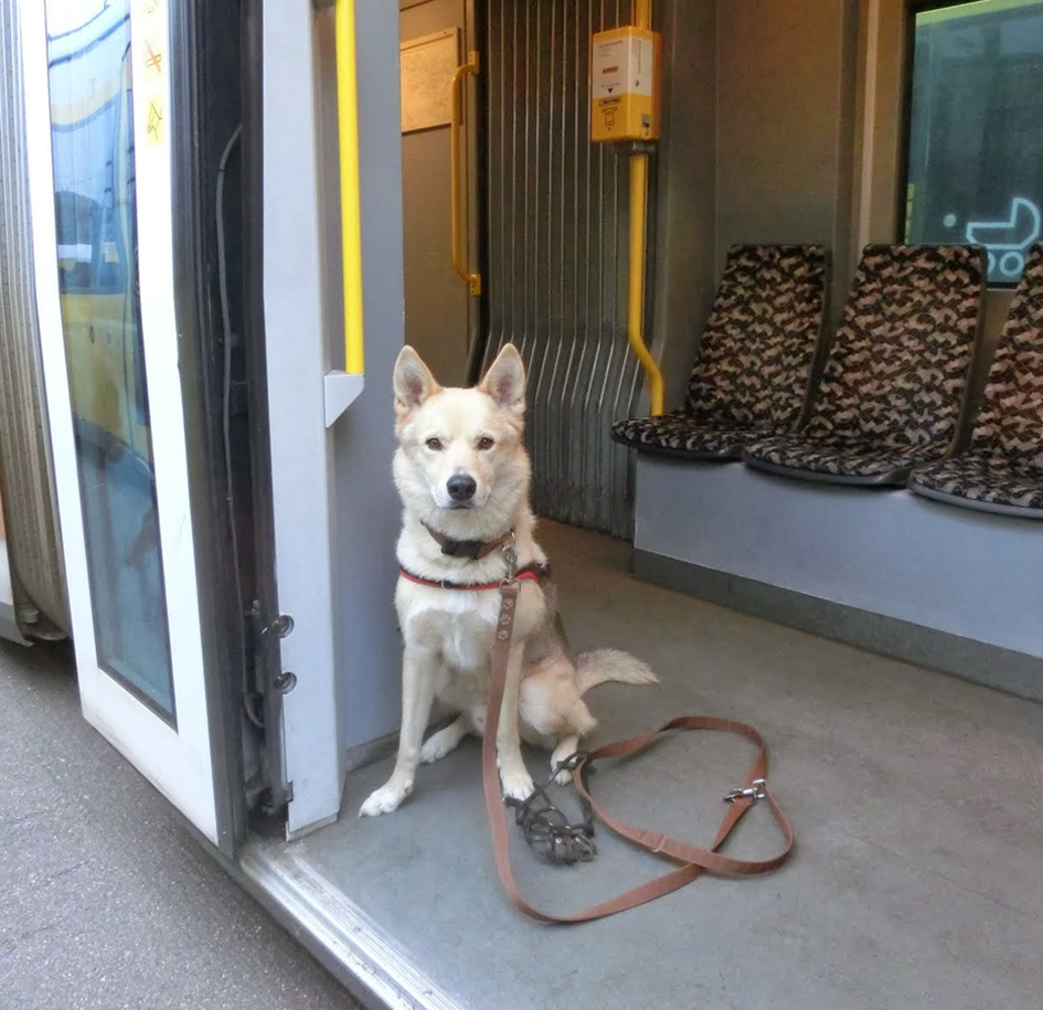 Lasst uns alle Straßenbahnfahrer werden!!! HuskyBlog.de