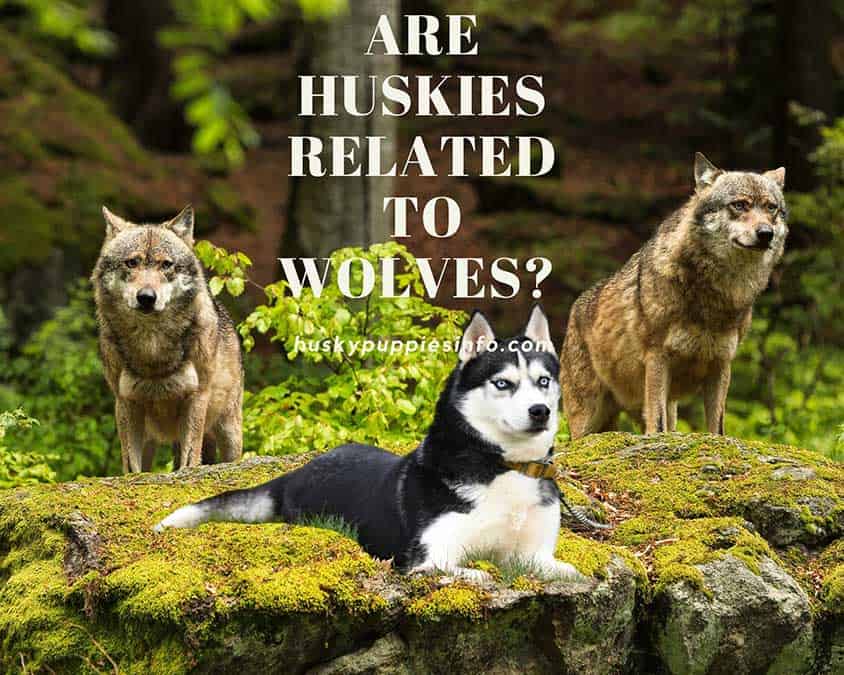 Are Huskies Related to Wolves? Husky Puppies Info