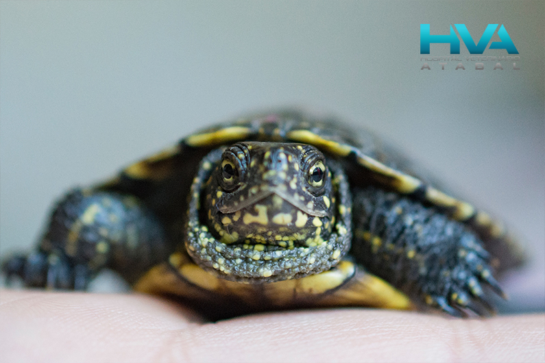 Consejos y para cuidar a una tortuga de