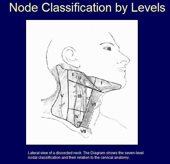 II Internal jugular (deep cervical) chain from the base of the skull to