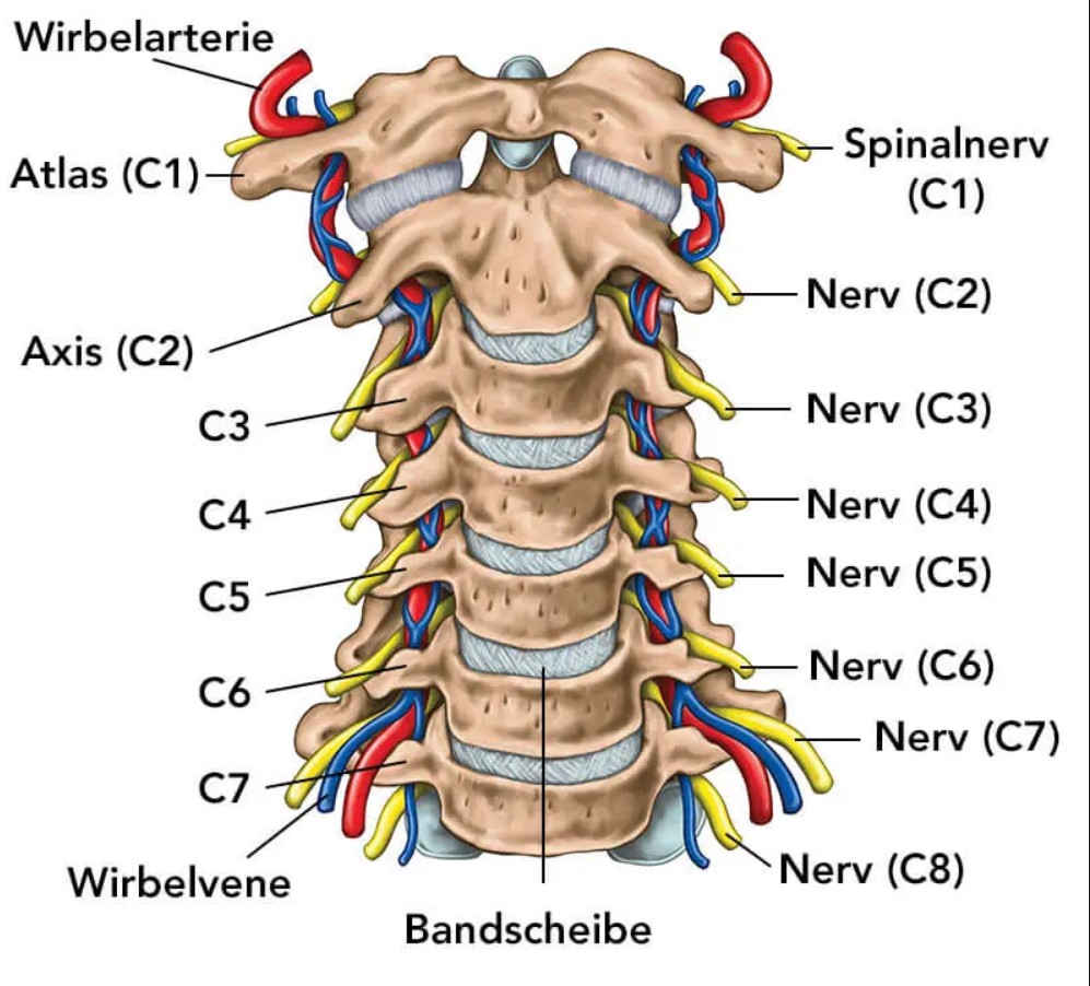 HWS Spezielle Neuroanatomie